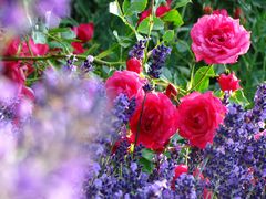 Impression von Rosen und Lavendel