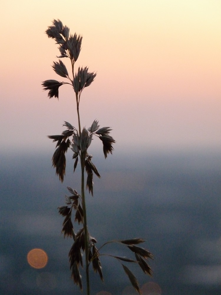 Impressione di Grano