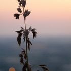 Impressione di Grano