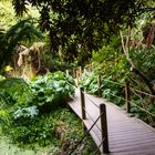 Impressionen 2 - Lost Gardens of Heligan