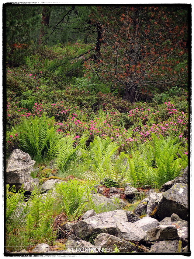 Impressionen Alto Adige, pt. I