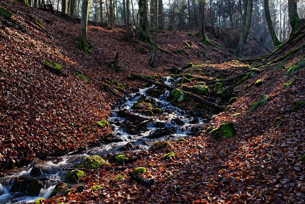 Impressionen am Bachlauf (2)