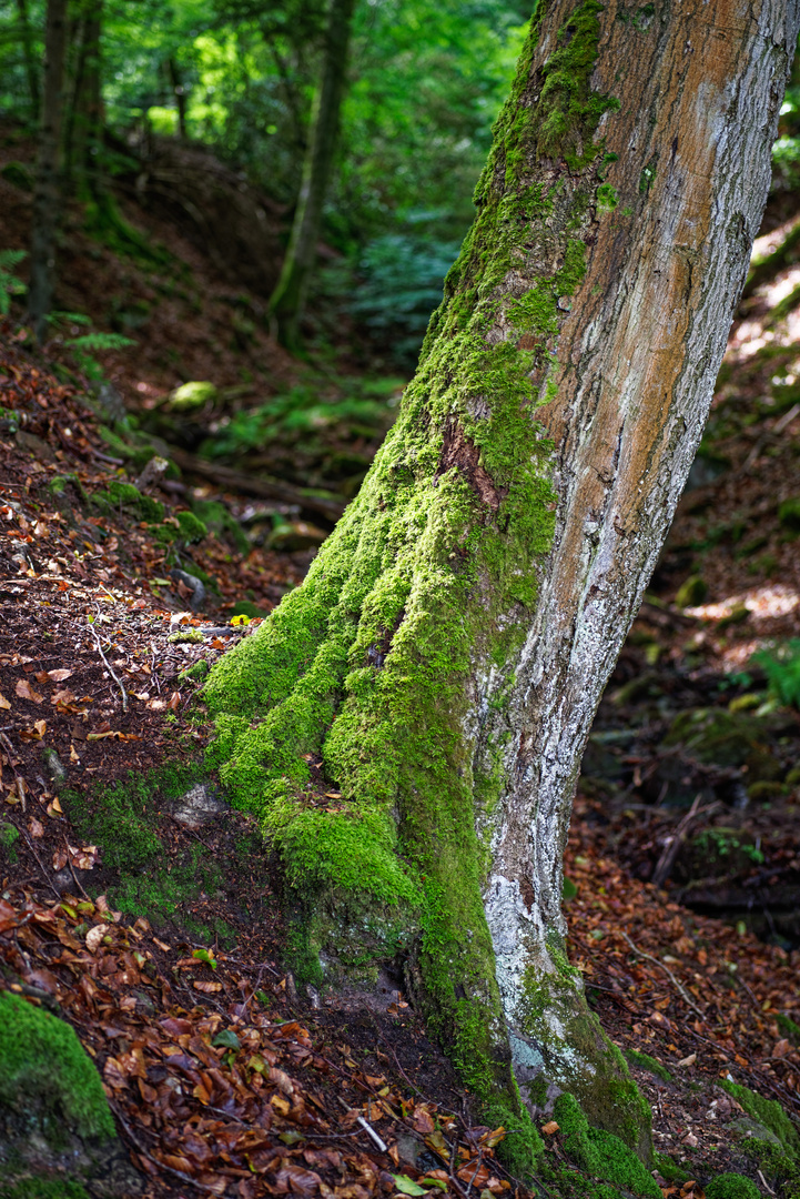 Impressionen am Bachlauf