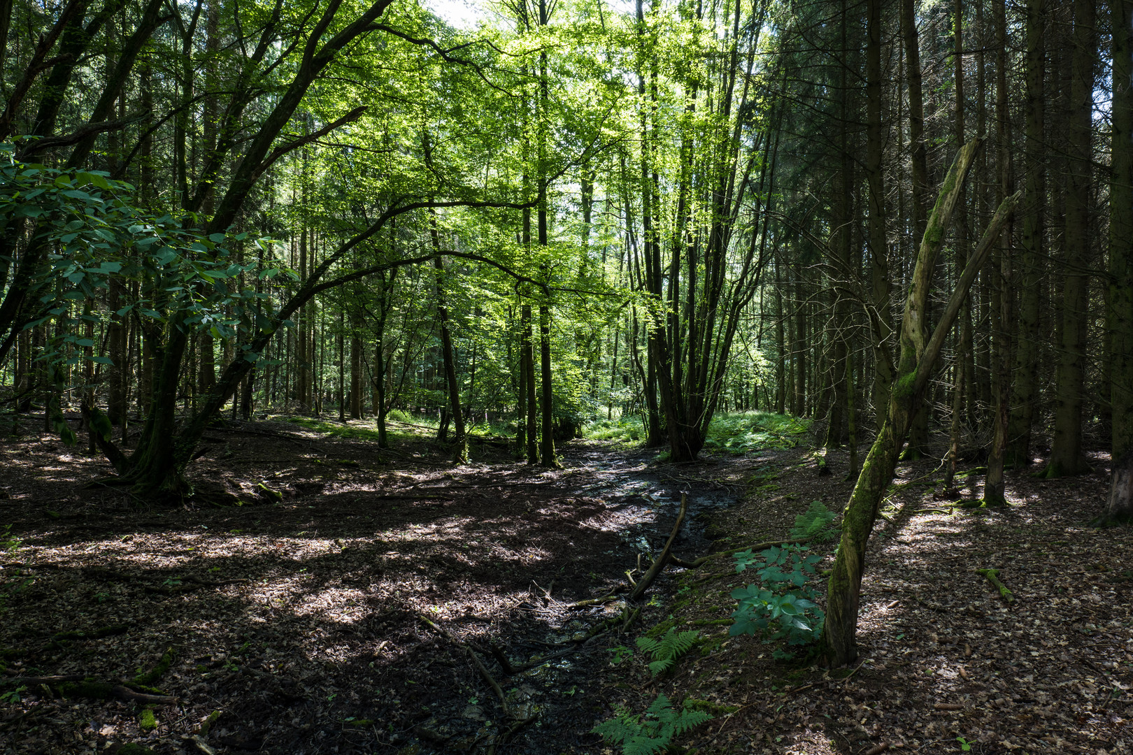 Impressionen am Bachlauf