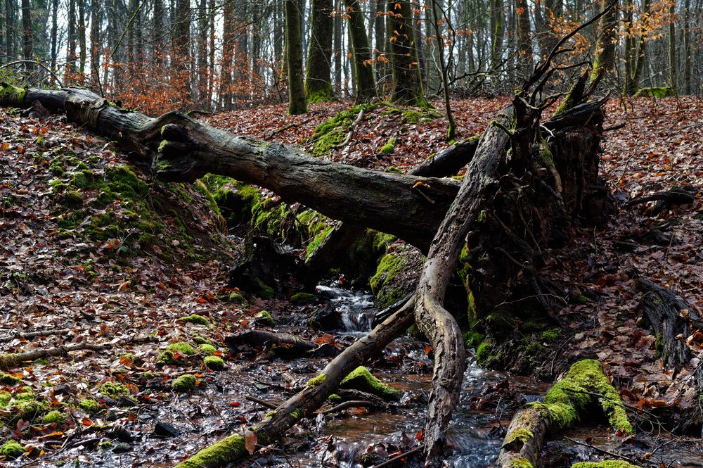 Impressionen am Bachlauf