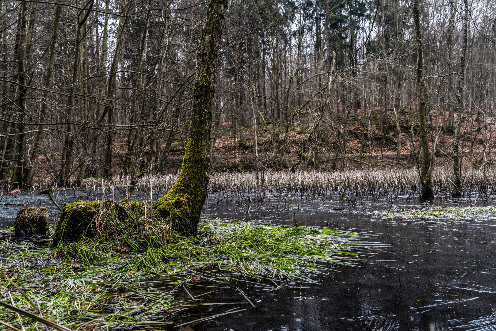 Impressionen am Itzenplitzer Weiher