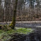 Impressionen am Itzenplitzer Weiher