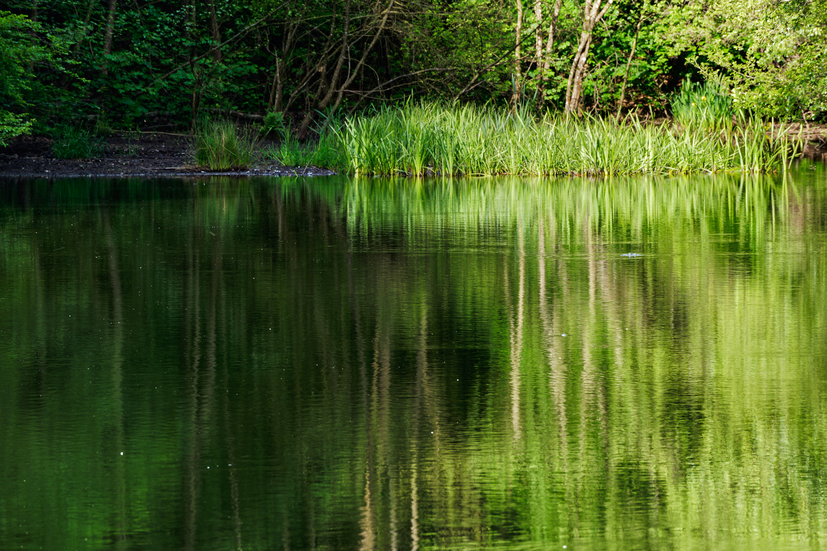 Impressionen am namenlosen Waldteich