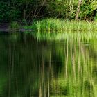 Impressionen am namenlosen Waldteich