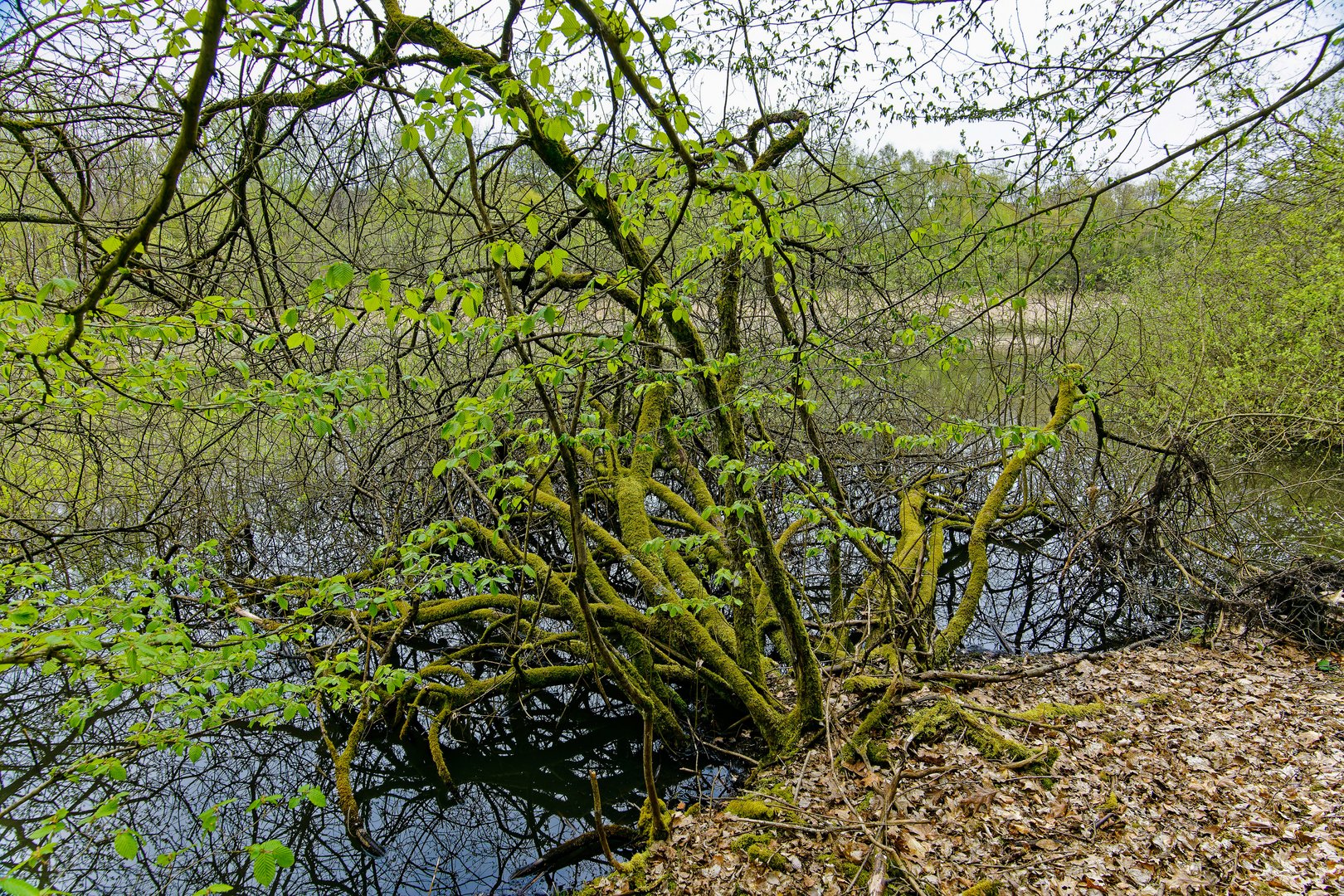 Impressionen am namenlosen Weiher