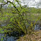 Impressionen am namenlosen Weiher