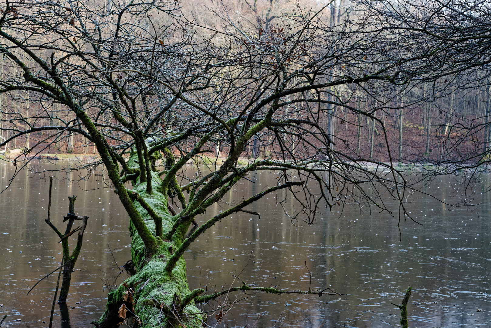 Impressionen am Netzbachweiher (Fischbach/Saarland)