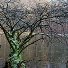 Impressionen am Netzbachweiher (Fischbach/Saarland)