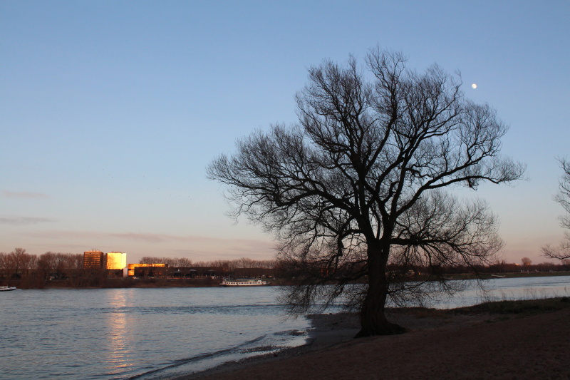 Impressionen am Rhein_3