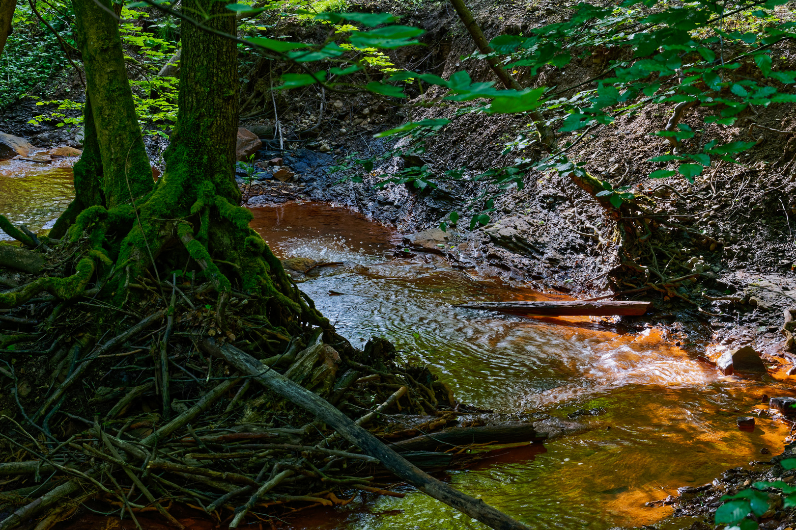 Impressionen am roten Netzbach (3)