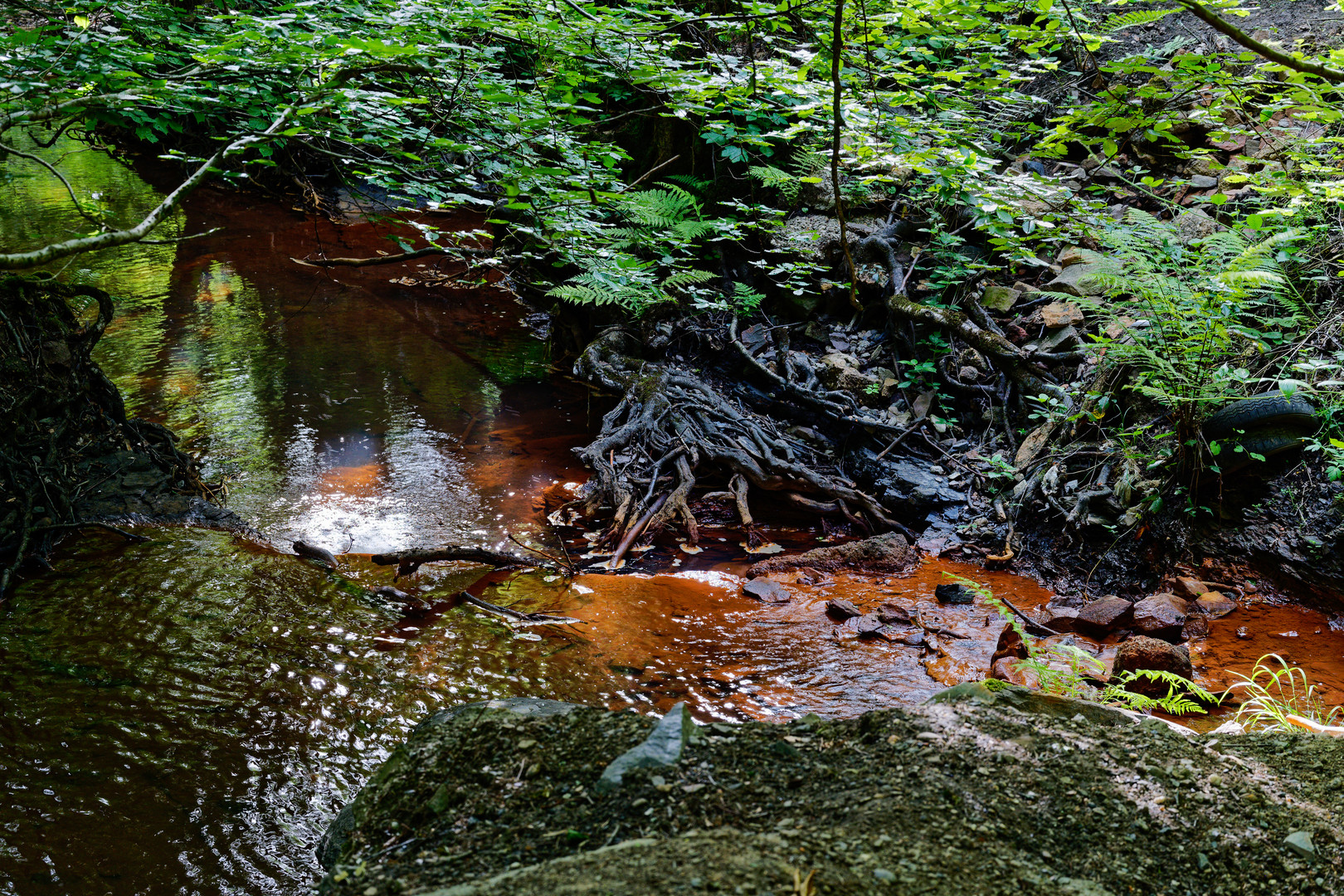 Impressionen am roten Netzbach (5) 