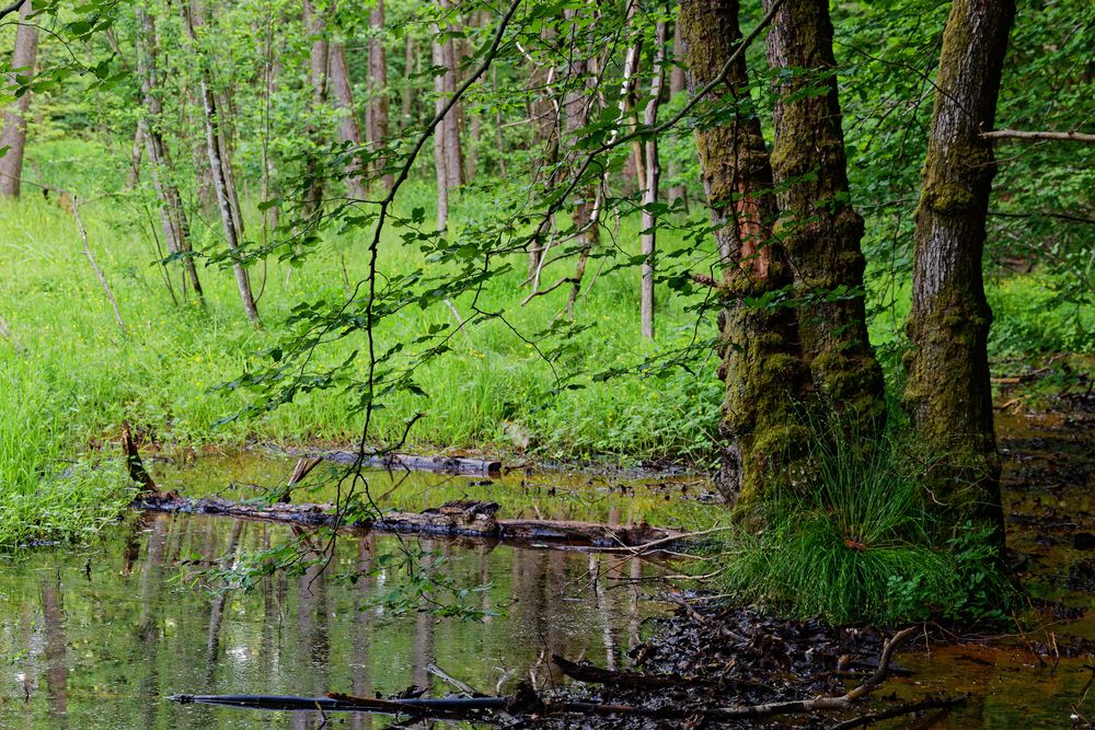 Impressionen am roten Netzbach (8)