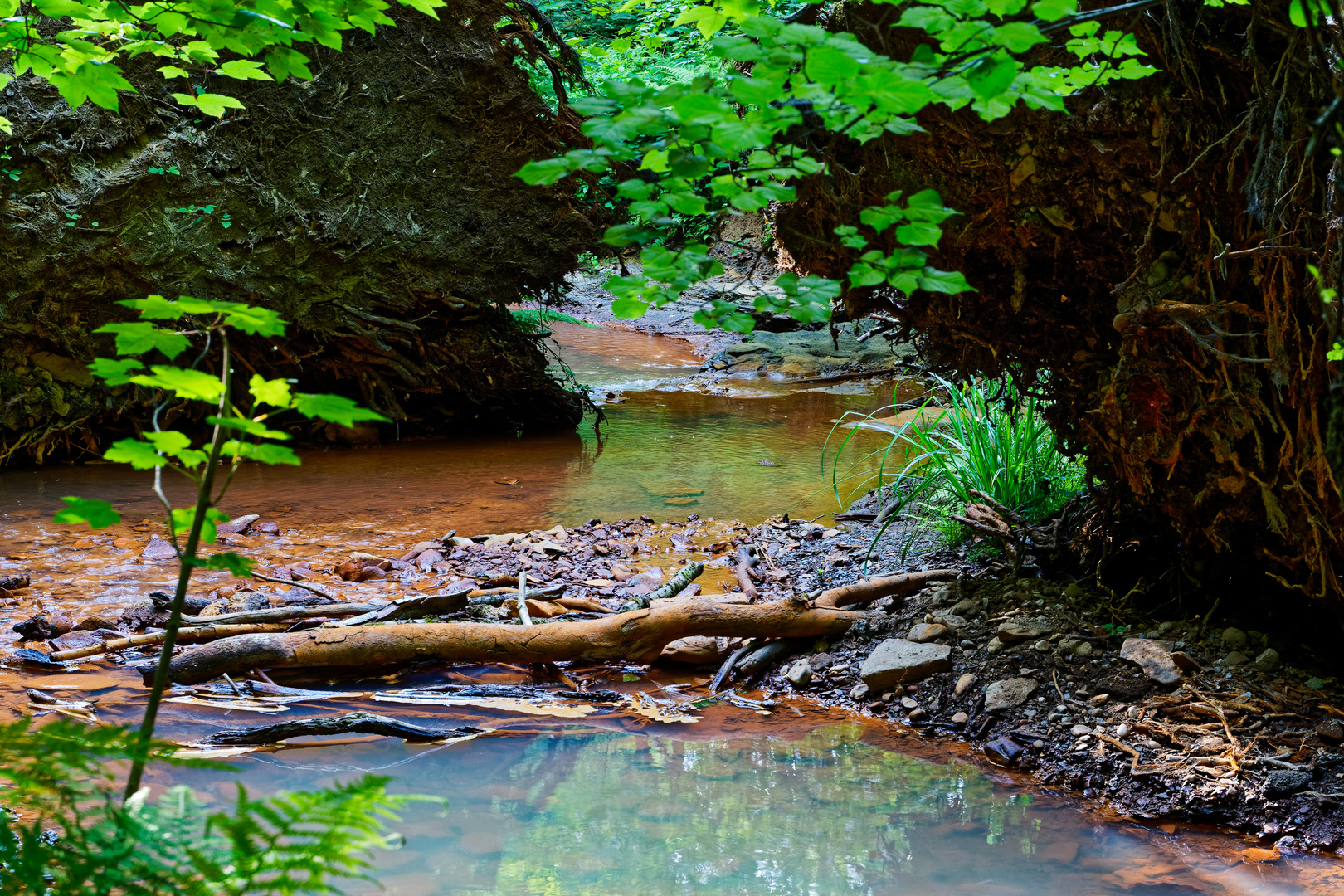 Impressionen am roten Netzbach