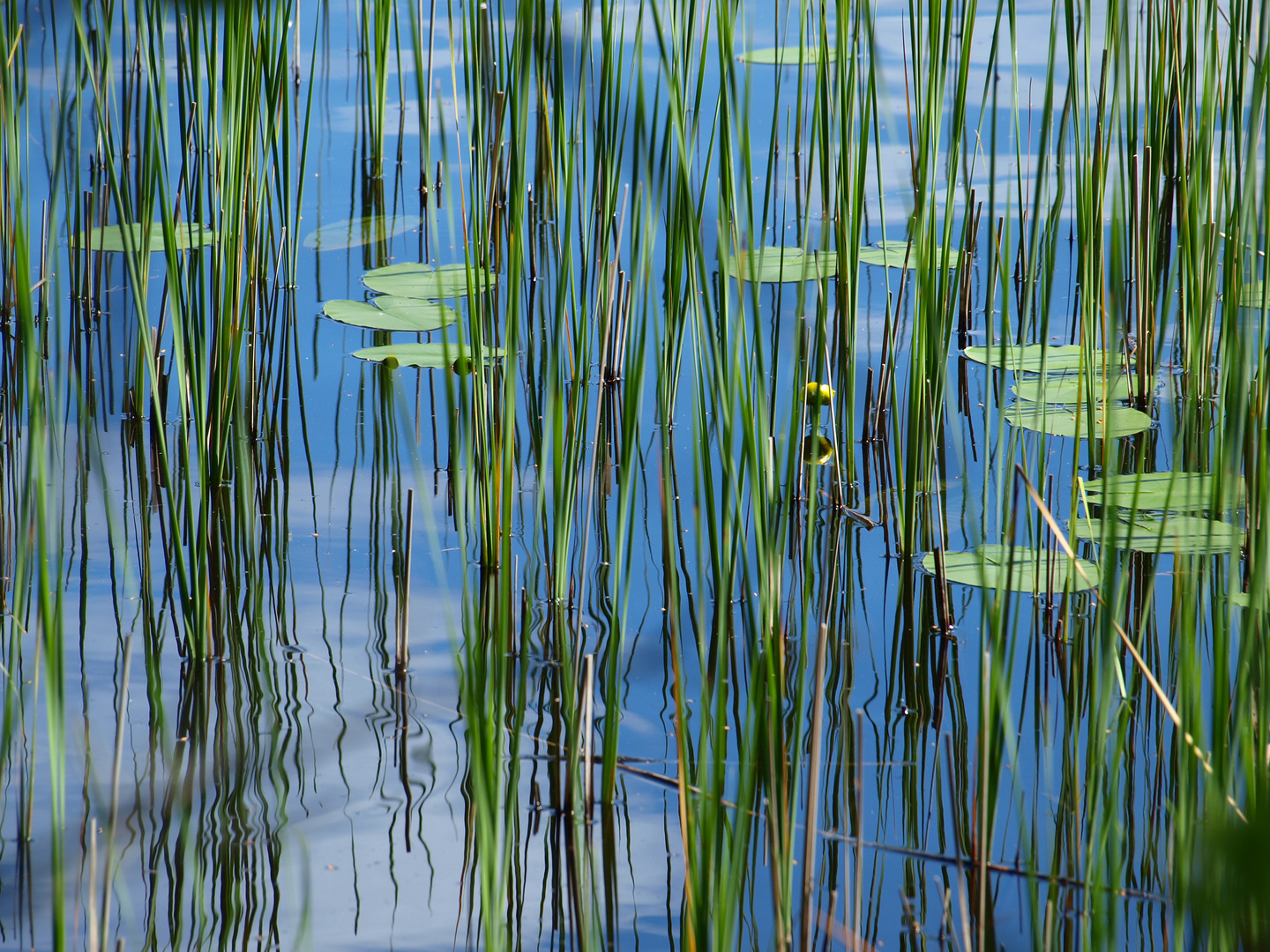 Impressionen am See 1