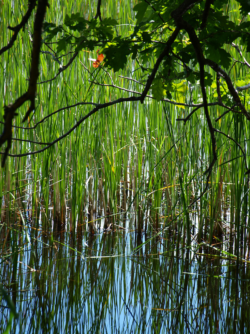 Impressionen am See 2