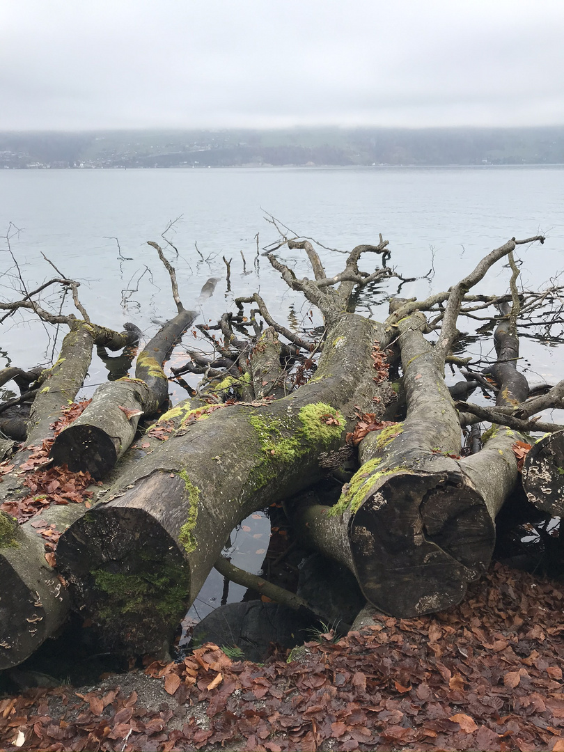 Impressionen am See 