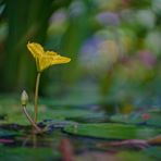 Impressionen am Teich - 2