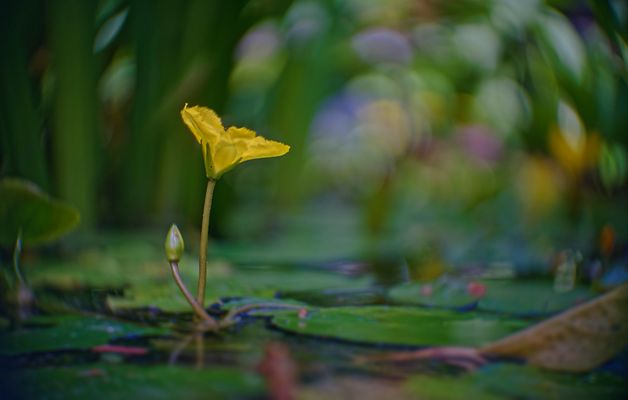 Impressionen am Teich - 2