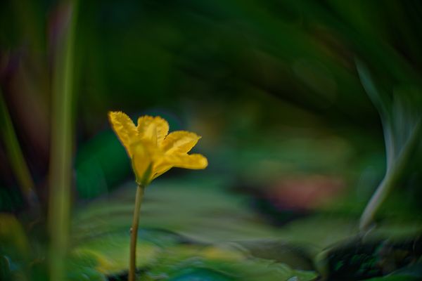 Impressionen am Teich - 6