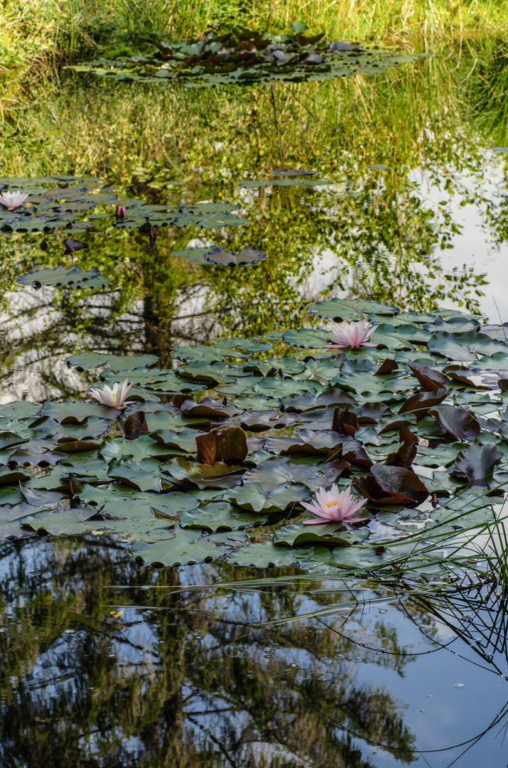 Impressionen am Teich