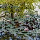 Impressionen am Teich