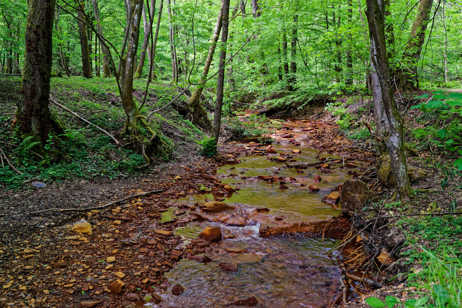 Impressionen am Wilden Netzbachpfad bei Fischbach/Saarland  (12)