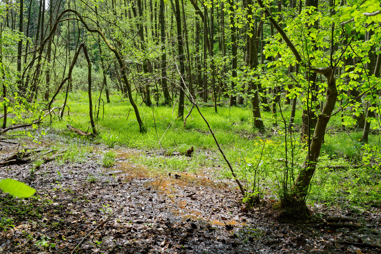 Impressionen am Wilden Netzbachpfad bei Fischbach/Saarland  (13)