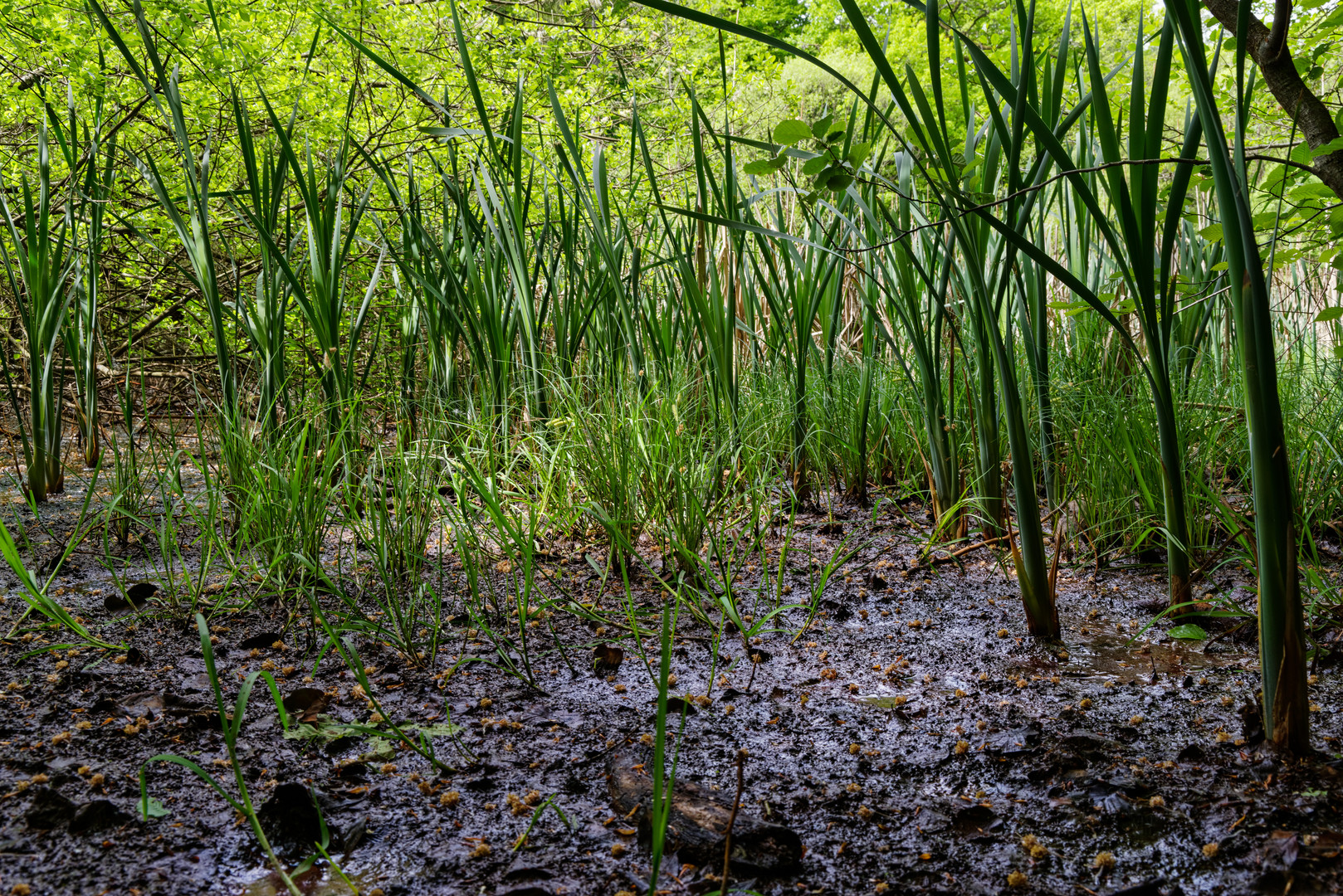 Impressionen am Wilden Netzbachpfad bei Fischbach/Saarland  (2)