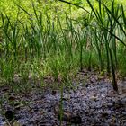 Impressionen am Wilden Netzbachpfad bei Fischbach/Saarland  (2)