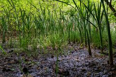 Impressionen am Wilden Netzbachpfad bei Fischbach/Saarland  (2)