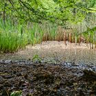 Impressionen am Wilden Netzbachpfad bei Fischbach/Saarland  (3)