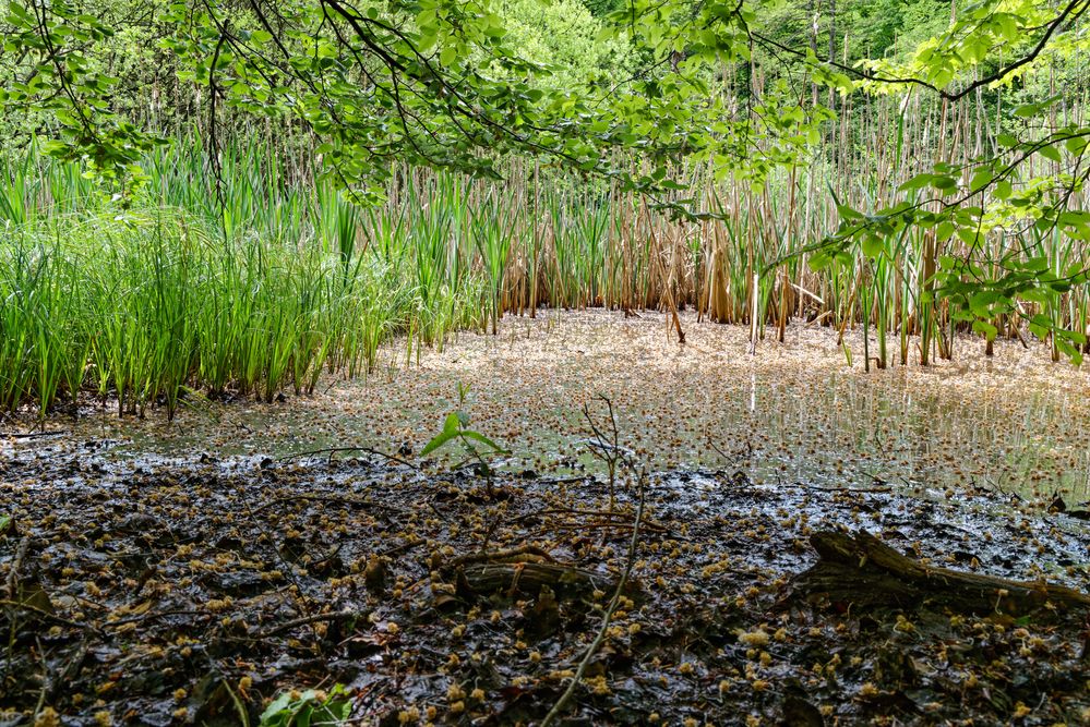 Impressionen am Wilden Netzbachpfad bei Fischbach/Saarland  (3)