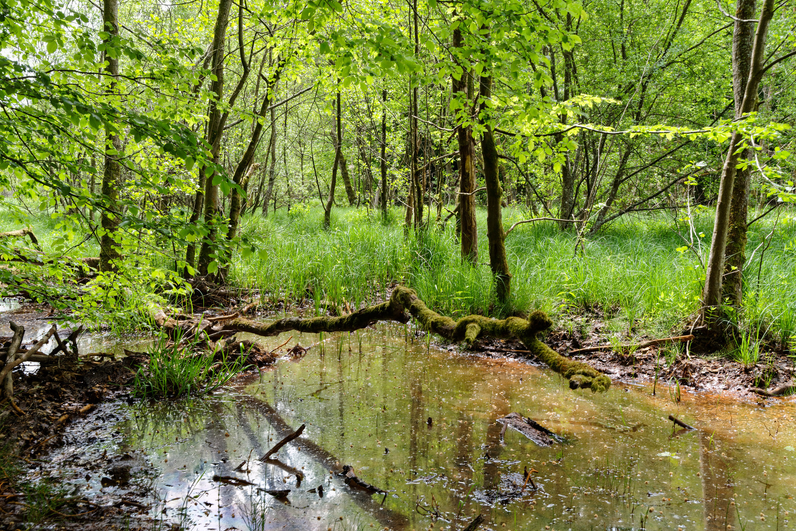 Impressionen am Wilden Netzbachpfad bei Fischbach/Saarland  (4)