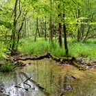 Impressionen am Wilden Netzbachpfad bei Fischbach/Saarland  (4)