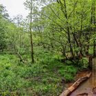 Impressionen am Wilden Netzbachpfad bei Fischbach/Saarland  (5)