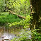 Impressionen am Wilden Netzbachpfad bei Fischbach/Saarland  (6)