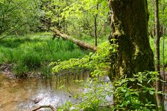 Impressionen am Wilden Netzbachpfad bei Fischbach/Saarland  (6)