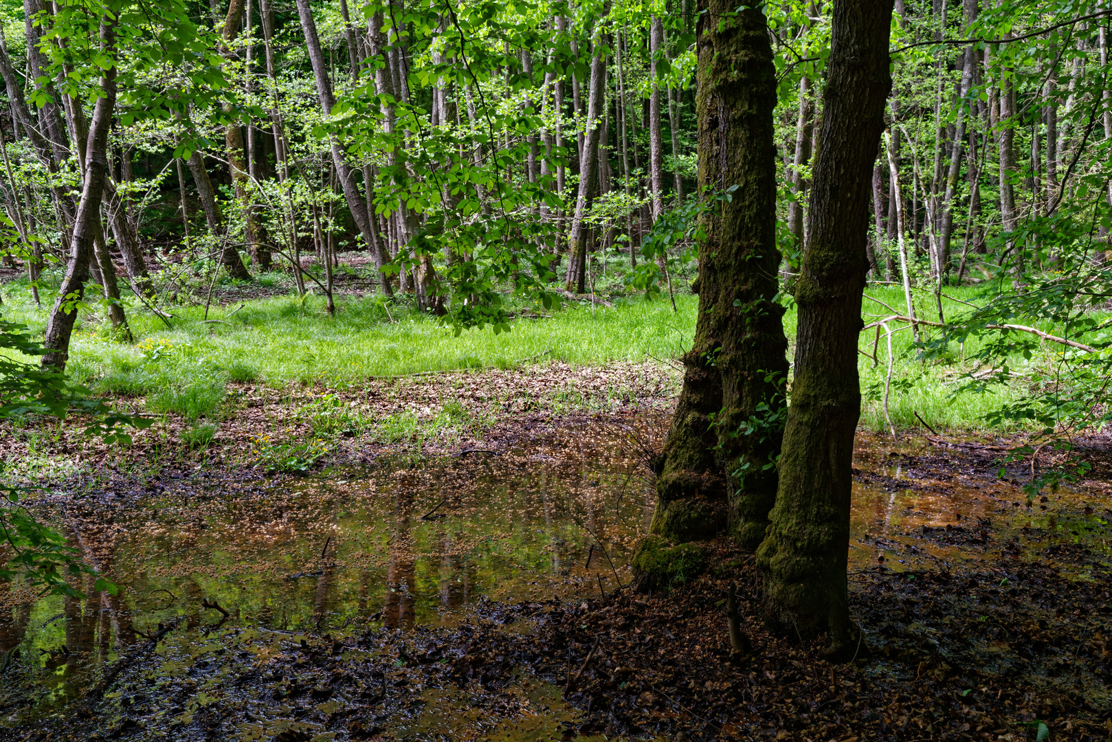 Impressionen am Wilden Netzbachpfad bei Fischbach/Saarland  (7)