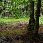 Impressionen am Wilden Netzbachpfad bei Fischbach/Saarland  (7)