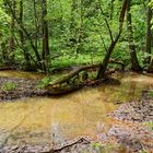 Impressionen am Wilden Netzbachpfad bei Fischbach/Saarland  (8)