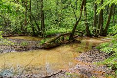 Impressionen am Wilden Netzbachpfad bei Fischbach/Saarland  (8)