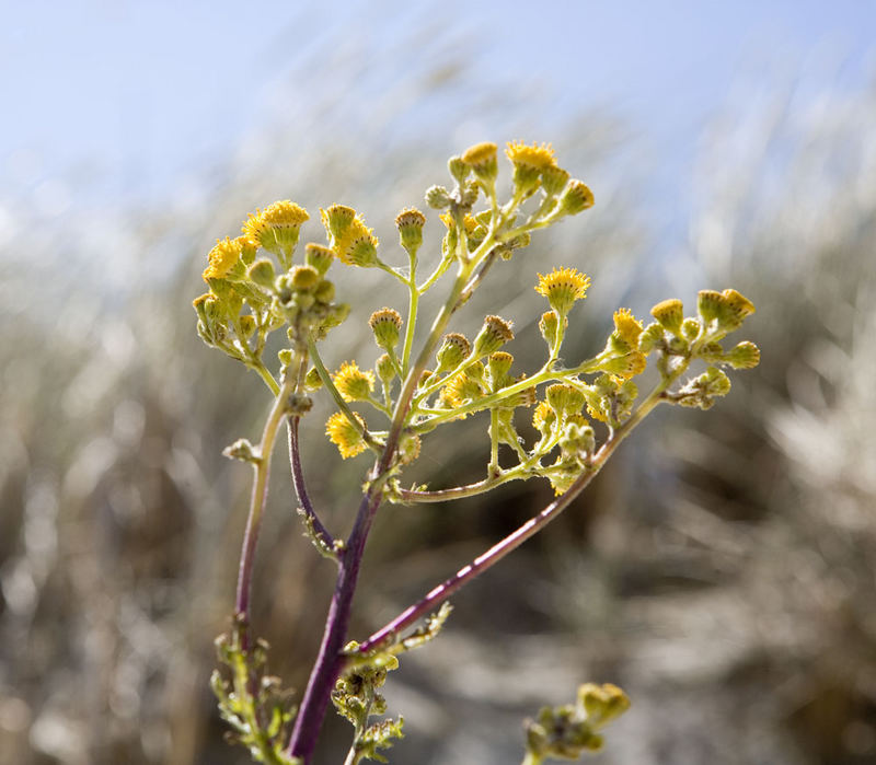 Impressionen auf Ameland