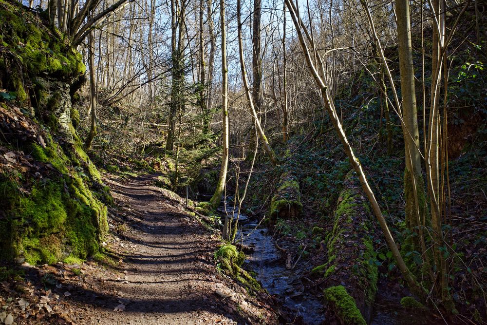 Impressionen auf dem Schauinslandweg  (2)