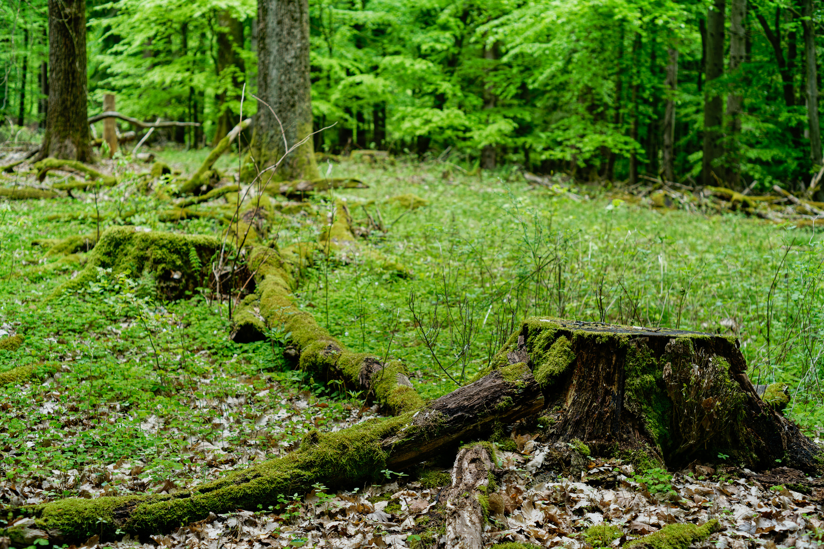 Impressionen auf der kleinen Waldlichtung