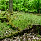 Impressionen auf der kleinen Waldlichtung